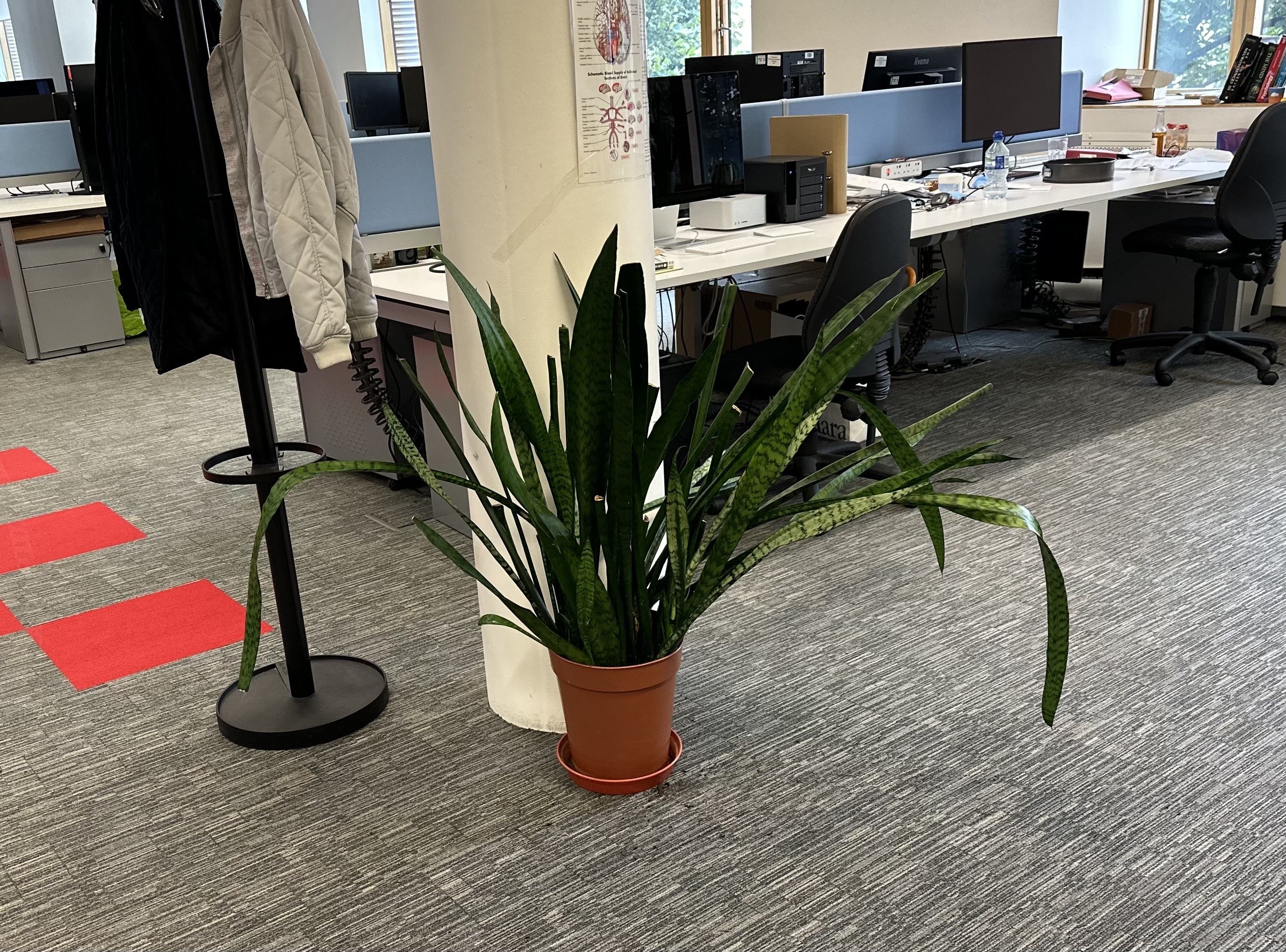much loved plant